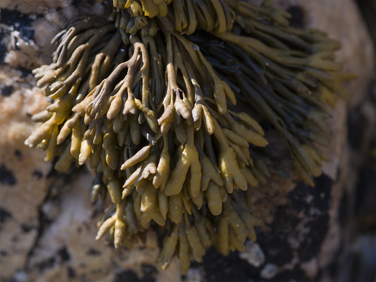 Pelvetia canaliculata